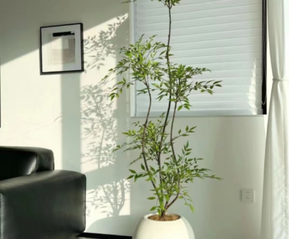 客廳放什么植物風(fēng)水好又好養(yǎng)？8款客廳盆栽綠植推薦